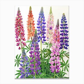Lupines 4 Canvas Print
