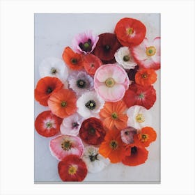 Poppy Collection Canvas Print