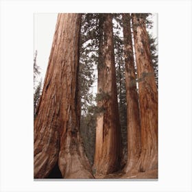 Huge Redwood Trees Canvas Print