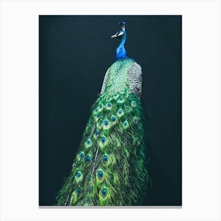 Peacock I Canvas Print