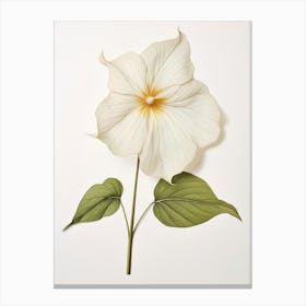 Pressed Wildflower Botanical Art Prairie Trillium 1 Canvas Print