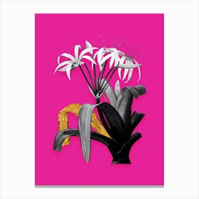 Vintage Crinum Erubescens Black and White Gold Leaf Floral Art on Hot Pink Canvas Print