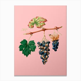 Vintage Summer Grape Botanical on Soft Pink n.0798 Canvas Print