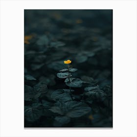 Single Flower In The Dark 11 Canvas Print