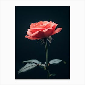 Single Rose On Black Background 37 Canvas Print