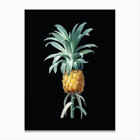 Vintage Pineapple Botanical Illustration on Solid Black n.0545 Canvas Print