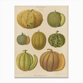 Cantaloupes Canvas Print