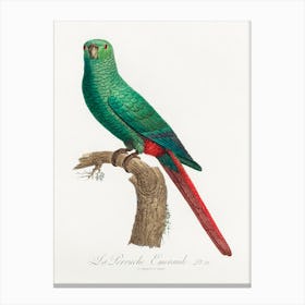 The Emerald Parakeet From Natural History Of Parrots, Francois Levaillant Canvas Print
