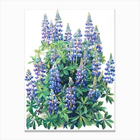 Lupine Canvas Print