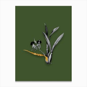 Vintage Clamshell Orchid Black and White Gold Leaf Floral Art on Olive Green n.0940 Canvas Print