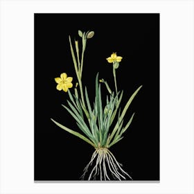 Vintage Yellow Eyed Grass Botanical Illustration on Solid Black n.0455 Canvas Print