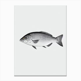 Yellowtail Snapper Black & White Drawing Canvas Print