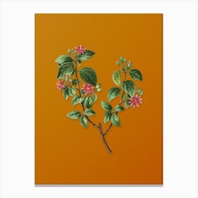Vintage Crossberry Botanical on Sunset Orange n.0937 Canvas Print