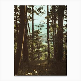 View Of A Forest Canvas Print