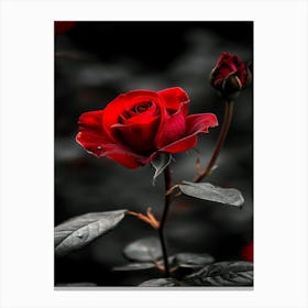 Dark Rose 164 Canvas Print