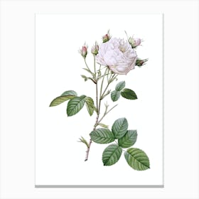 Vintage White Provence Rose Botanical Illustration on Pure White n.0646 Canvas Print