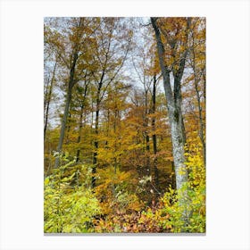 Autumn In The Forest 10 Canvas Print