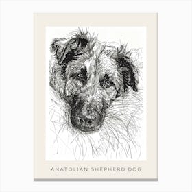 Anatolian Shepherd Dog Line Sketch 1 Poster Canvas Print