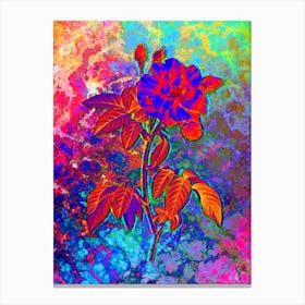 French Rosebush with Variegated Flowers Botanical in Acid Neon Pink Green and Blue n.0016 Canvas Print