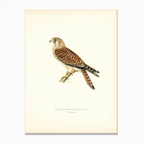 Common Kestrel (Falco Tinnunculus), The Von Wright Brothers Canvas Print
