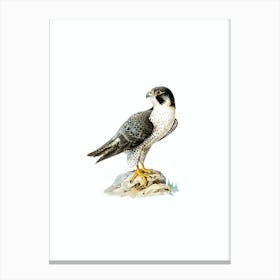 Vintage Peregrine Falcon Bird Illustration on Pure White n.0086 Canvas Print