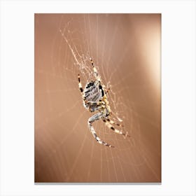 Spider Web Closeup (2009) Canvas Print