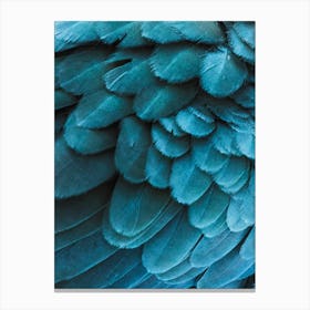 Blue Macaw Feathers Canvas Print
