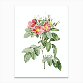 Vintage Pasture Rose Botanical Illustration on Pure White Canvas Print