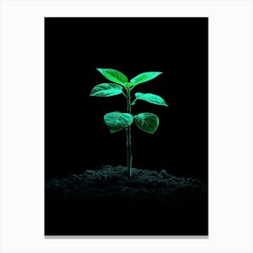 Green Plant On Black Background 2 Canvas Print