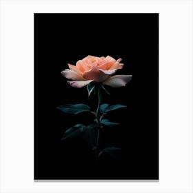 Rose On A Black Background 34 Canvas Print