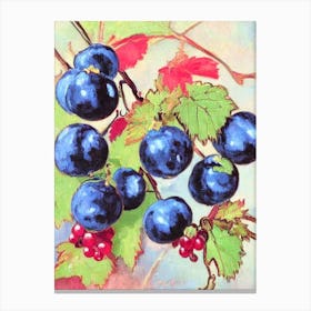 Blackcurrant 1 Vintage Sketch Fruit Canvas Print