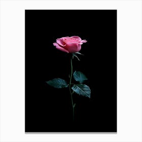 Single Pink Rose On Black Background 2 Canvas Print