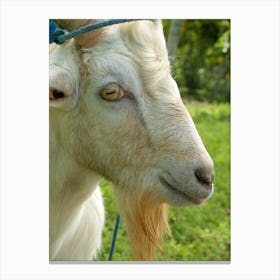 Goat in Profile Canvas Print