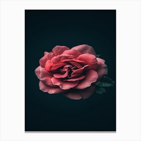 Rose Wallpaper 5 Canvas Print