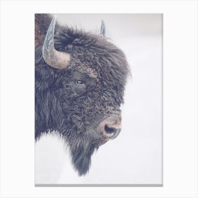 Bison Horns Canvas Print