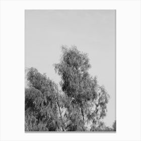 Black And White Tree Canvas Print