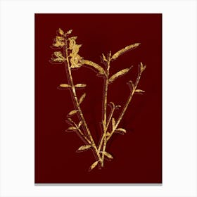 Vintage Spanish Broom Botanical in Gold on Red n.0361 Canvas Print