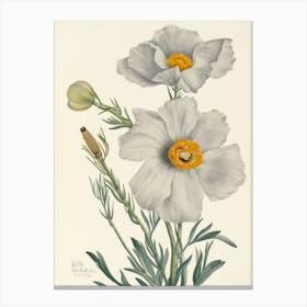 Vintage Botanical Mary Vaux Walcott _2732413 Canvas Print