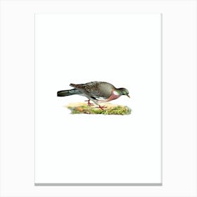 Vintage Common Wood Pigeon Bird Illustration on Pure White n.0208 Canvas Print