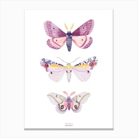 Moths Canvas Print