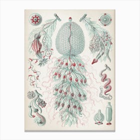 Vintage Haeckel 3 Tafel 59 Staatsquallen Canvas Print