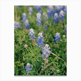 Texas Bluebonnet Field III on Film Canvas Print