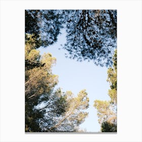 Looking up in the forest // Ibiza Nature & Travel Photography Canvas Print