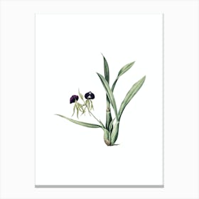 Vintage Clamshell Orchid Botanical Illustration on Pure White n.0275 Canvas Print