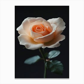 Peach Rose 21 Canvas Print