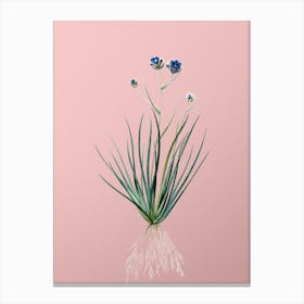 Vintage Blue Corn Lily Botanical on Soft Pink n.0309 Canvas Print