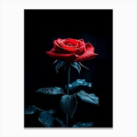 Dark Rose 26 Canvas Print