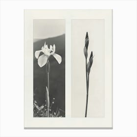 Iris Flower Photo Collage 1 Canvas Print