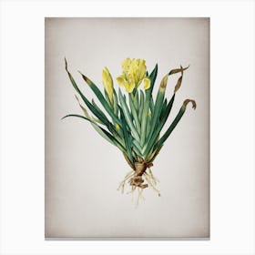 Vintage Crimean Iris Botanical on Parchment n.0807 Canvas Print