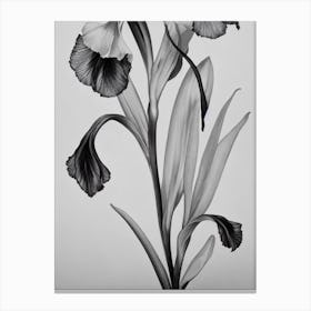 Iris B&W Pencil 4 Flower Canvas Print